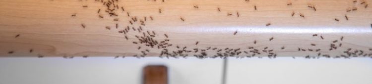 Waterville Maine Ant Control