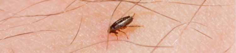 Waterville Maine Insect Control