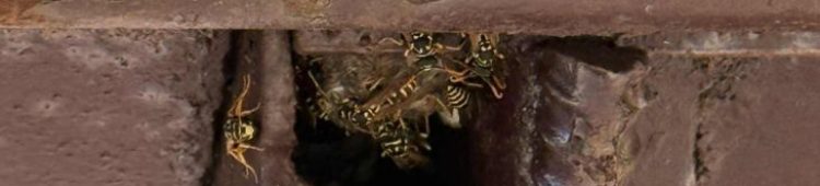 Waterville Maine Outdoor Pest Control