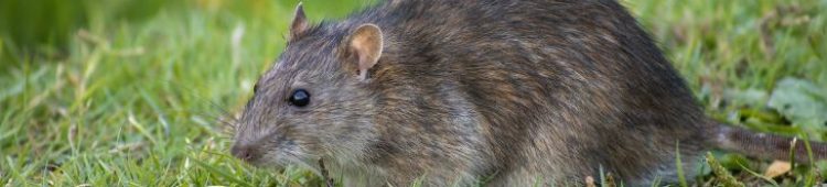 Waterville Maine Rodent Control Mice
