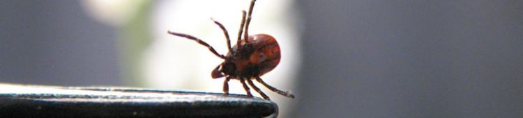 Waterville Maine Tick Control